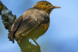 Africa-AfricanGreyFlycatcher-DSC4499