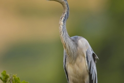 Africa-Black-headedHeron-DSC3984