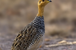 Africa-CoquiFrancolin-DSC6248