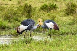 Africa-Grey-crownedCrane-DSC8747