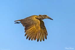 Africa-Hamerkop-DSC3008