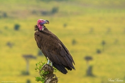 Africa-Lappet-facedVulture-DSC6046