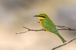 Africa-LittleBeeEater-DSC5502