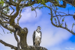 Africa-MarshallEagle-DSC5313