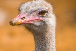 Africa-Ostrich-DSC02291