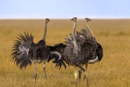 Africa-Ostrich-DSC1382