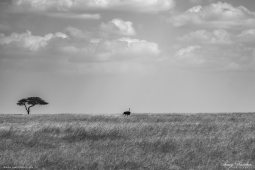 Africa-Ostrich-DSC9645