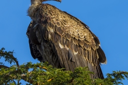 Africa-RuppellsGriffonVulture-DSC4269