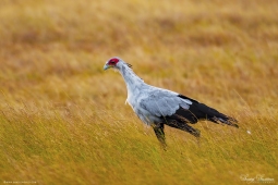 Africa-SecretaryBird-DSC1591