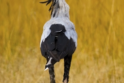 Africa-SecretaryBird-DSC2412