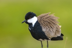 Africa-Spur-wingedLapwing-DSC4528