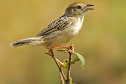 Africa-StoutCisticola-DSC4642