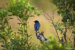 Africa-SuperbStarling-DSC0968