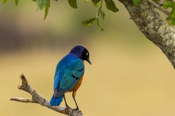 Africa-SuperbStarling-DSC6559