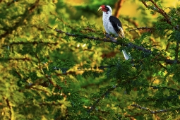 Africa-VonDerDeckensHornbill-DSC1852