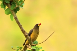 Africa-Yellow-billedOxpecker-DSC7490