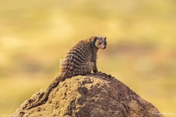 African Banded Mongoose