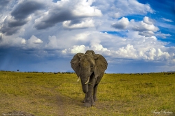 Africa-AfricanElephant-DSC05438