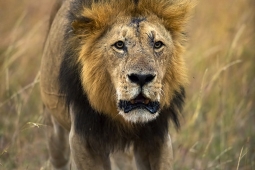 Africa-AfricanLion-DSC2543