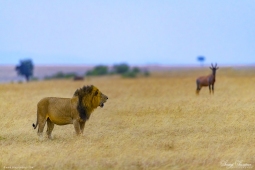 Africa-AfricanLion-DSC2750