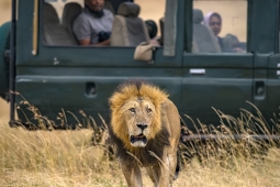 Africa-AfricanLion-DSC2832