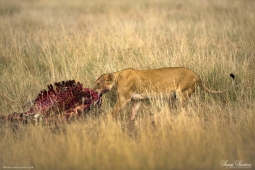 Africa-AfricanLion-DSC3763