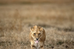 Africa-AfricanLion-DSC4071