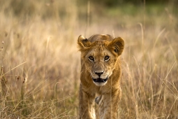 Africa-AfricanLion-DSC4197