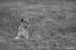 Africa-AfricanLion-DSC4541