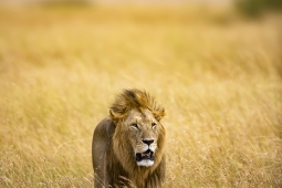 Africa-AfricanLion-DSC5054