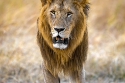 Africa-AfricanLion-DSC5098