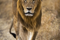 Africa-AfricanLion-DSC5119