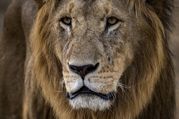 Africa-AfricanLion-DSC5122