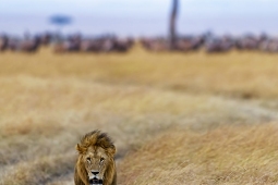 Africa-AfricanLion-DSC5207