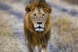 Africa-AfricanLion-DSC5231