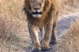 Africa-AfricanLion-DSC5272