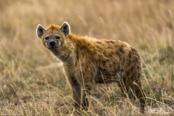 Africa-AfricanSpottedHyena-DSC1314