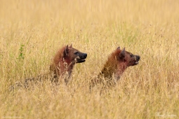 Africa-AfricanSpottedHyena-DSC5942