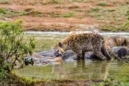 Africa-AfricanSpottedHyena-DSC8857