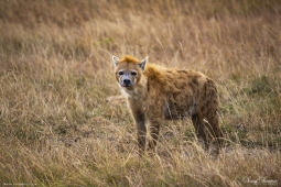 Africa-AfricanSpottedHyena-DSC9807