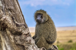 Africa-Baboon-DSC6828