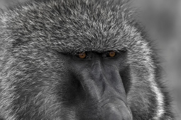 Africa-Baboon-DSC8130