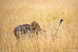 Africa-Cheetah-DSC1916