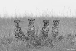 Africa-Cheetah-DSC5648