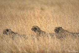 Africa-Cheetah-DSC5689