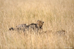 Africa-Cheetah-DSC5735