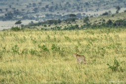 Africa-Cheetah-DSC5921