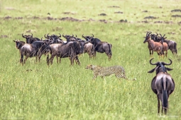 Cheetah