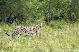 Cheetah