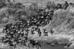 The Great Migration